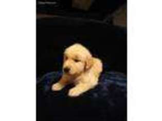Golden Retriever Puppy for sale in Lewisburg, PA, USA