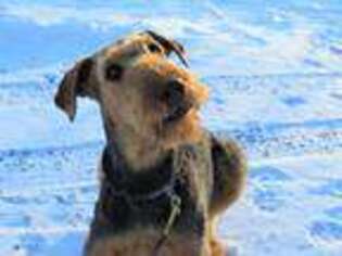 Airedale Terrier Puppy for sale in Honesdale, PA, USA