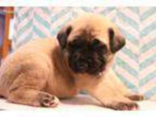 Mastiff Puppy for sale in Plummer, ID, USA