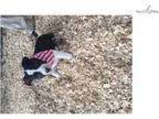 American Staffordshire Terrier Puppy for sale in Statesboro, GA, USA