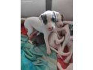 Italian Greyhound Puppy for sale in Dassel, MN, USA