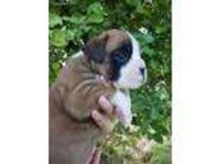 Boxer Puppy for sale in Venice, UT, USA