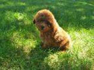 Mutt Puppy for sale in Chowchilla, CA, USA