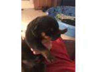 Rottweiler Puppy for sale in Waldron, AR, USA