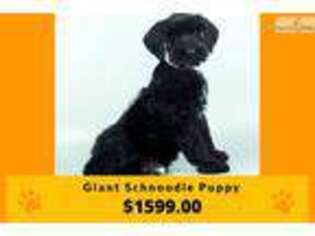 Schnoodle (Standard) Puppy for sale in Orlando, FL, USA
