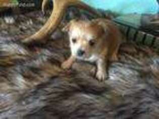 Chihuahua Puppy for sale in Arlington, TX, USA