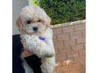Maltese Puppy for sale in Irvine, CA, USA