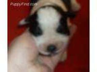 Saint Bernard Puppy for sale in Riverside, WA, USA