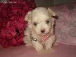 Maltese Puppy for sale in Indianola, IA, USA