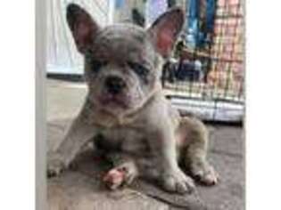 French Bulldog Puppy for sale in Lakewood, CA, USA