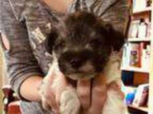 Mutt Puppy for sale in Boston, VA, USA