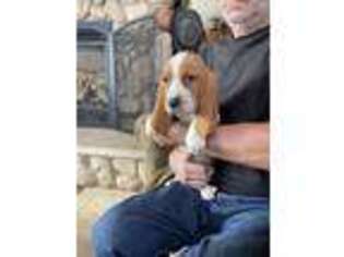 Basset Hound Puppy for sale in Viroqua, WI, USA