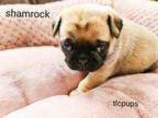 Pug Puppy for sale in Newmanstown, PA, USA