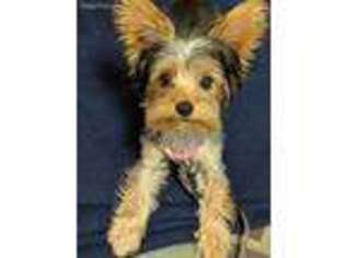 Yorkshire Terrier Puppy for sale in Grand Island, NY, USA
