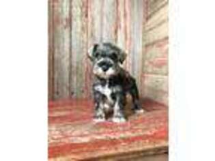 Mutt Puppy for sale in Rochester, IN, USA