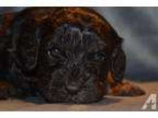 Cavapoo Puppy for sale in STURBRIDGE, MA, USA