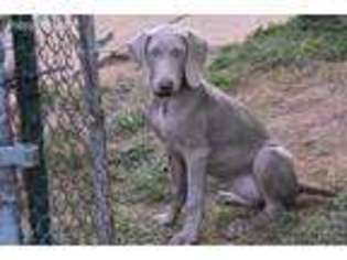 Weimaraner Puppy for sale in Elkton, VA, USA