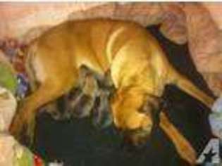 Mastiff Puppy for sale in WABASH, IN, USA