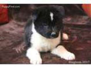 Akita Puppy for sale in Chesapeake, VA, USA