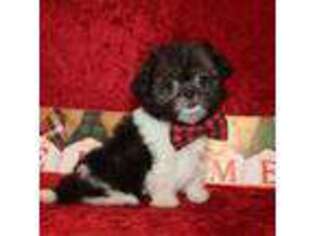 Schnoodle (Standard) Puppy for sale in Jacksonville, FL, USA