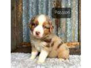 Miniature Australian Shepherd Puppy for sale in Mineola, TX, USA