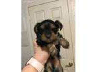 Yorkshire Terrier Puppy for sale in Opelousas, LA, USA