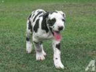 Great Dane Puppy for sale in UHRICHSVILLE, OH, USA