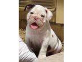 Bulldog Puppy for sale in Nuevo, CA, USA