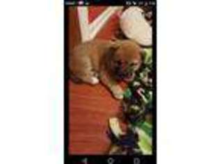 Shiba Inu Puppy for sale in Troy, OH, USA