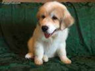 Great Pyrenees Puppy for sale in Sweetwater, TN, USA