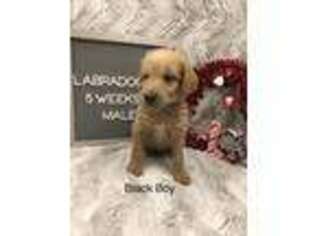 Labradoodle Puppy for sale in Helena, GA, USA