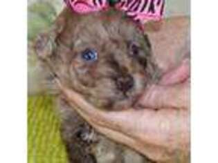 Mutt Puppy for sale in Colcord, OK, USA