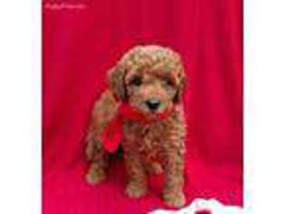 Labradoodle Puppy for sale in Bernville, PA, USA
