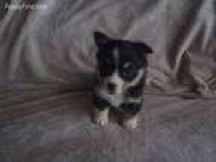 Pembroke Welsh Corgi Puppy for sale in Peralta, NM, USA