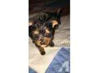 Yorkshire Terrier Puppy for sale in BROOKSVILLE, FL, USA