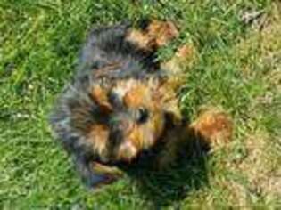 Yorkshire Terrier Puppy for sale in Warren, MI, USA