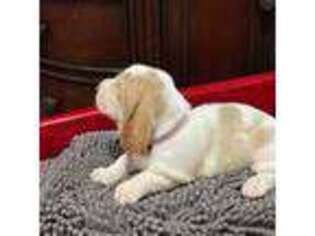 Basset Hound Puppy for sale in Gillsville, GA, USA