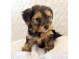 Yorkshire Terrier Puppy for sale in Greenwood, AR, USA
