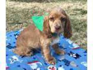 Cocker Spaniel Puppy for sale in Salem, MO, USA