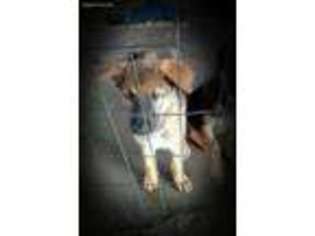 German Shepherd Dog Puppy for sale in Hope, KS, USA
