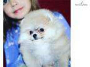 Pomeranian Puppy for sale in Lawrence, KS, USA