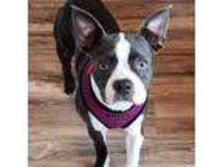 Boston Terrier Puppy for sale in Snohomish, WA, USA