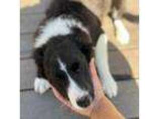 Border Collie Puppy for sale in Pleasanton, CA, USA