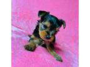 Yorkshire Terrier Puppy for sale in Stillwater, OK, USA