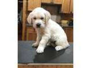 Mutt Puppy for sale in Pinnacle, NC, USA