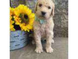 Labradoodle Puppy for sale in Raleigh, NC, USA