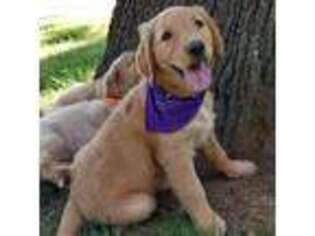 Golden Retriever Puppy for sale in Dallas, TX, USA