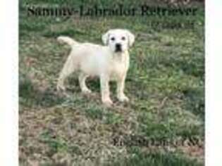 Labrador Retriever Puppy for sale in Thomasville, NC, USA