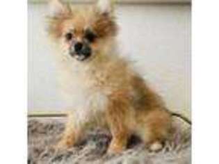 Medium Photo #1 Pomeranian Puppy For Sale in Frisco, TX, USA