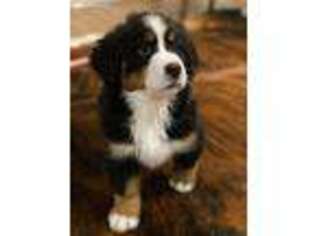 Bernese Mountain Dog Puppy for sale in Huntsville, TX, USA